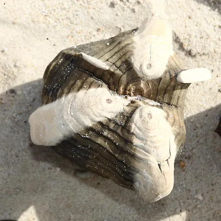 Haus Sylter Welle 6-60 Ob * Westerland